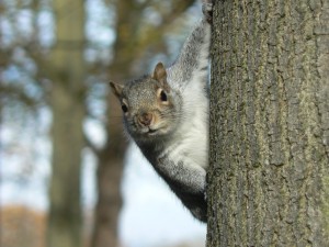 grey squirrel on tree look